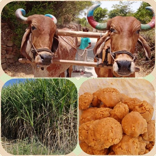 ॐ जैविक कृषि परिक्षेत्र बेगूं